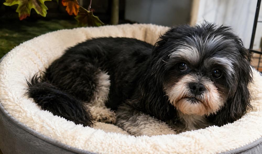Enlarge Hannah, a Adopted mixed breed in Oakland, MI image 2/3