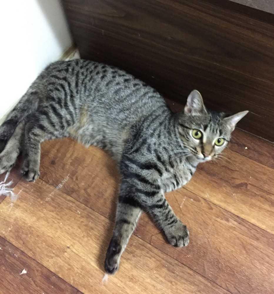 Willa, Adopted, Adult Female Domestic Short Hair.