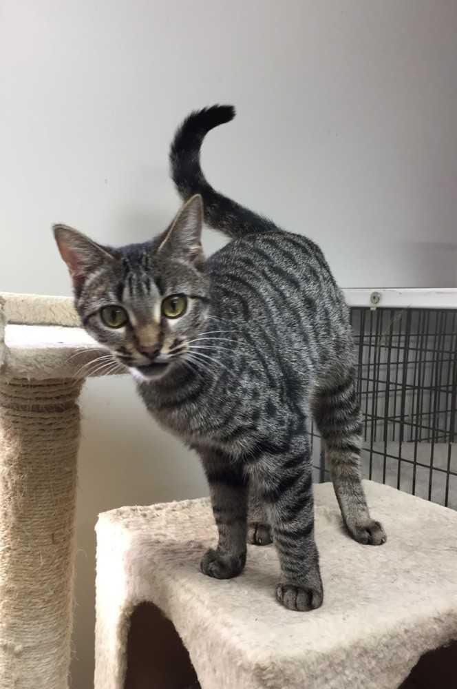 Enlarge Willa, a Adopted Domestic Short Hair in Youngsville, NC image 2/6