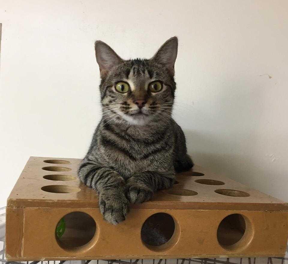 Enlarge Willa, a Adopted Domestic Short Hair in Youngsville, NC image 3/6