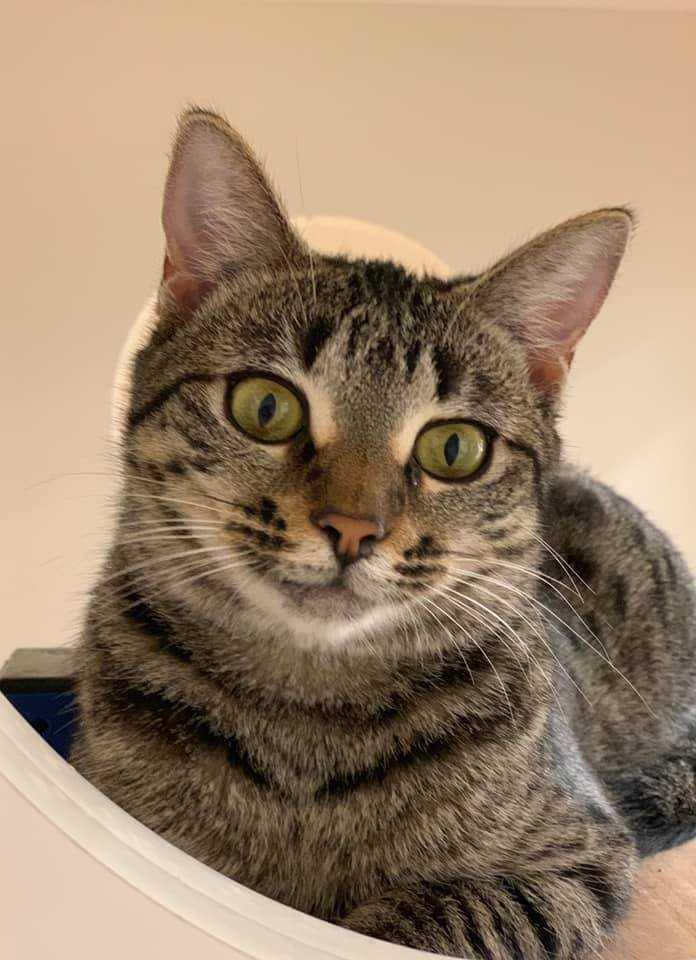 Enlarge Willa, a Adopted Domestic Short Hair in Youngsville, NC image 4/6