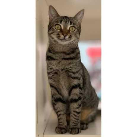 Enlarge Willa, a Adopted Domestic Short Hair in Youngsville, NC image 5/6