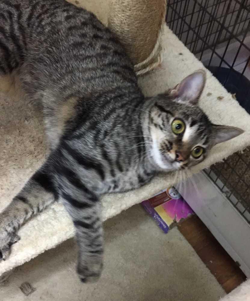 Enlarge Willa, a Adopted Domestic Short Hair in Youngsville, NC image 6/6