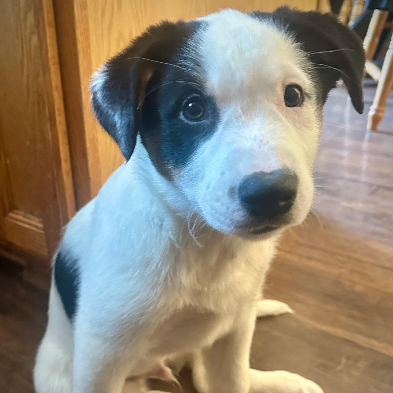 Enlarge Ace, a ADOPTABLE mixed breed in Watertown, WI image 1/3