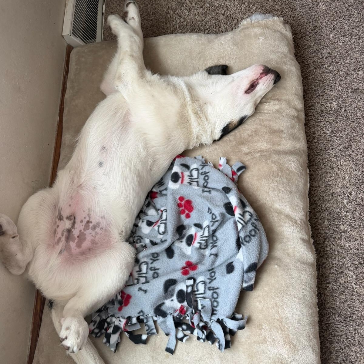 Ace, an adopted mixed breed in Watertown, WI image 5/5