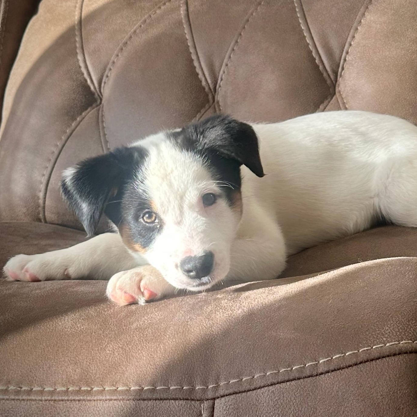 Enlarge Ace, a ADOPTABLE mixed breed in Watertown, WI image 3/3