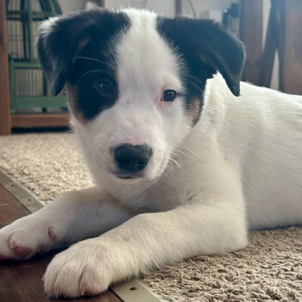 Enlarge Ace, a ADOPTABLE mixed breed in Watertown, WI image 2/3