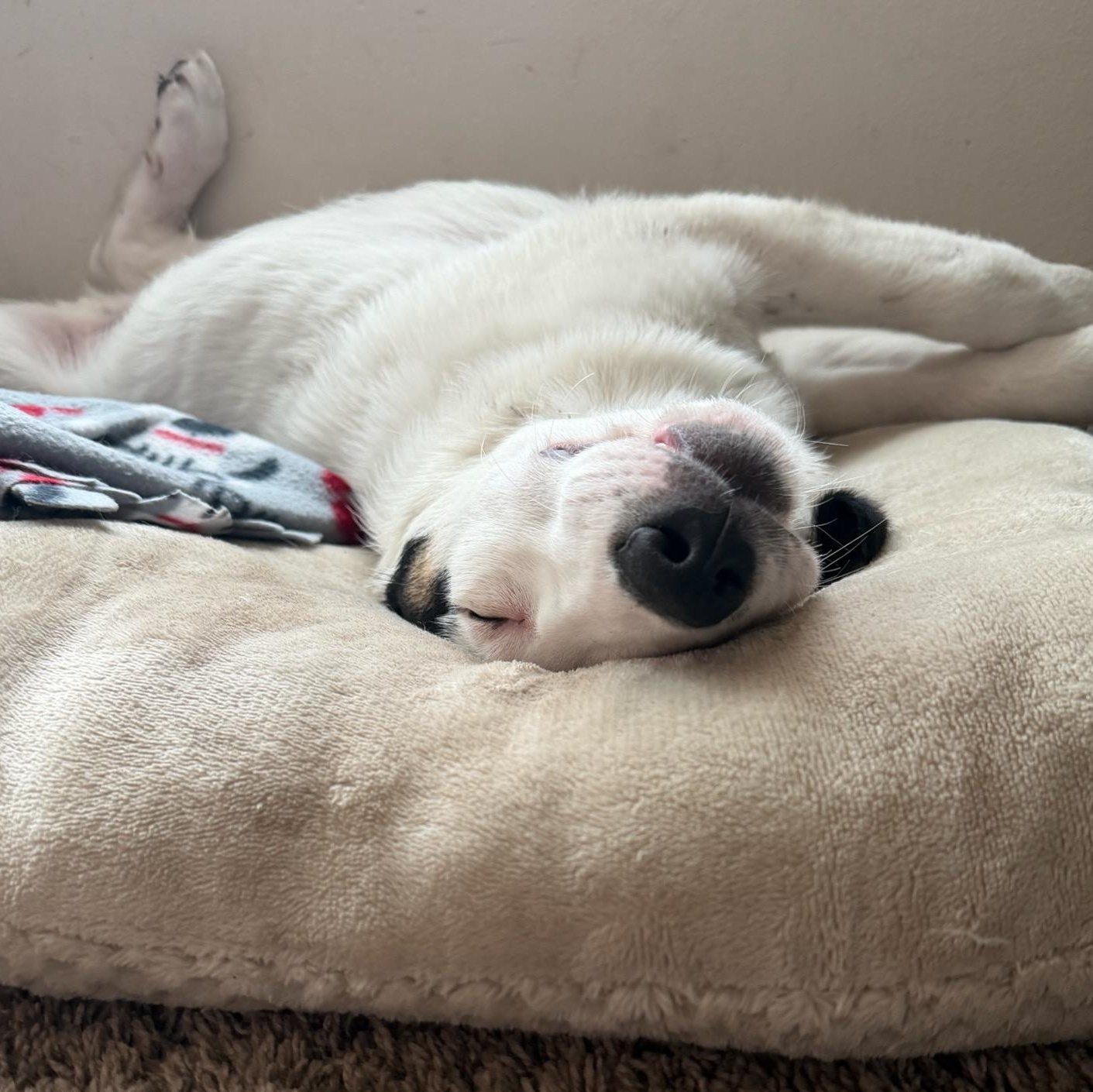 Ace, an adopted mixed breed in Watertown, WI image 4/5