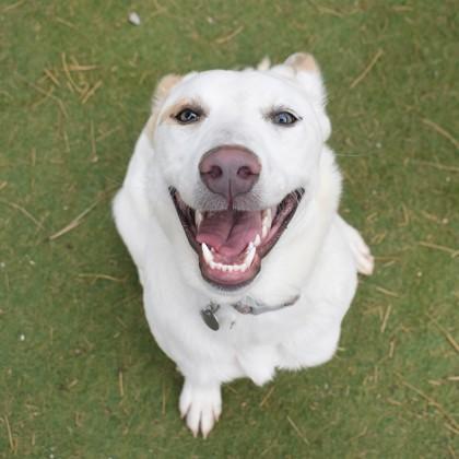 Enlarge Marcie, a ADOPTABLE mixed breed in Flagstaff, AZ image 2/3