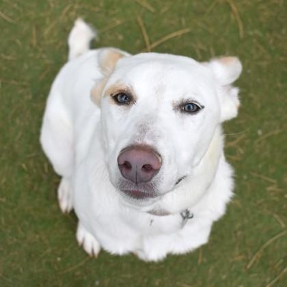Enlarge Marcie, a ADOPTABLE mixed breed in Flagstaff, AZ image 3/3