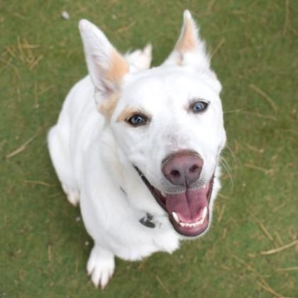 Enlarge Marcie, a ADOPTABLE mixed breed in Flagstaff, AZ image 1/3