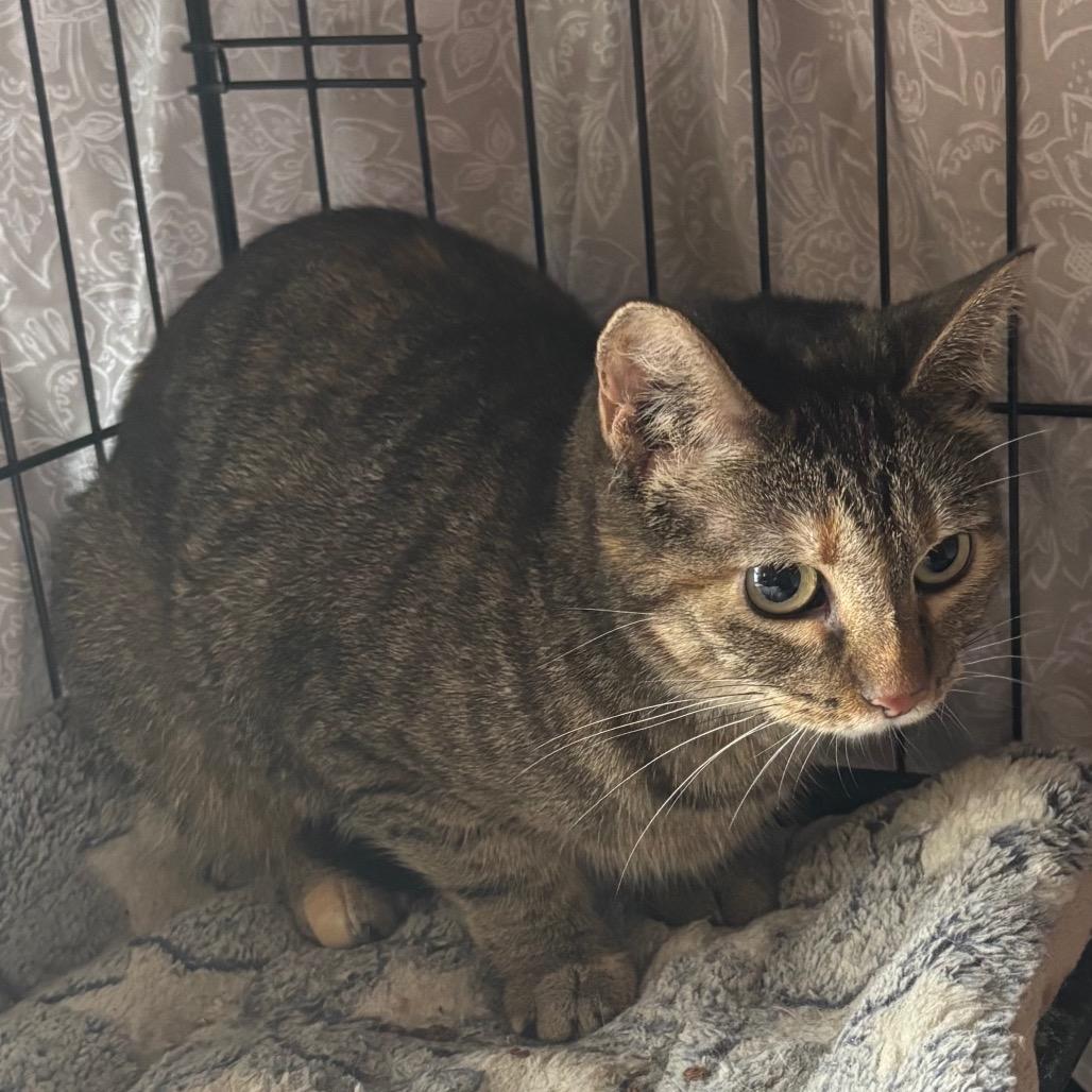 Princess Hope, Adoptable, Adult Female Domestic Short Hair.