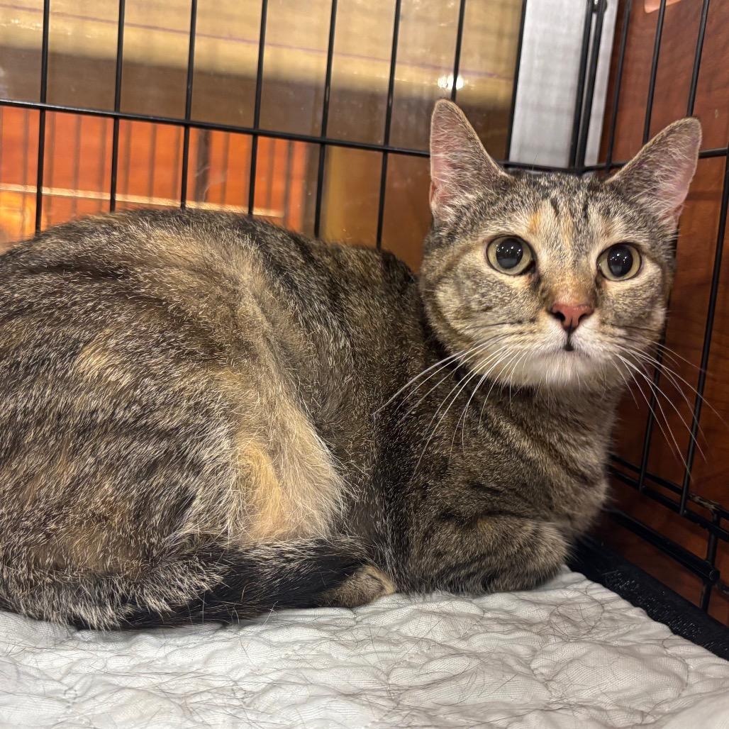 Enlarge Princess Hope, a Adoptable Domestic Short Hair in Columbia, MO image 2/3