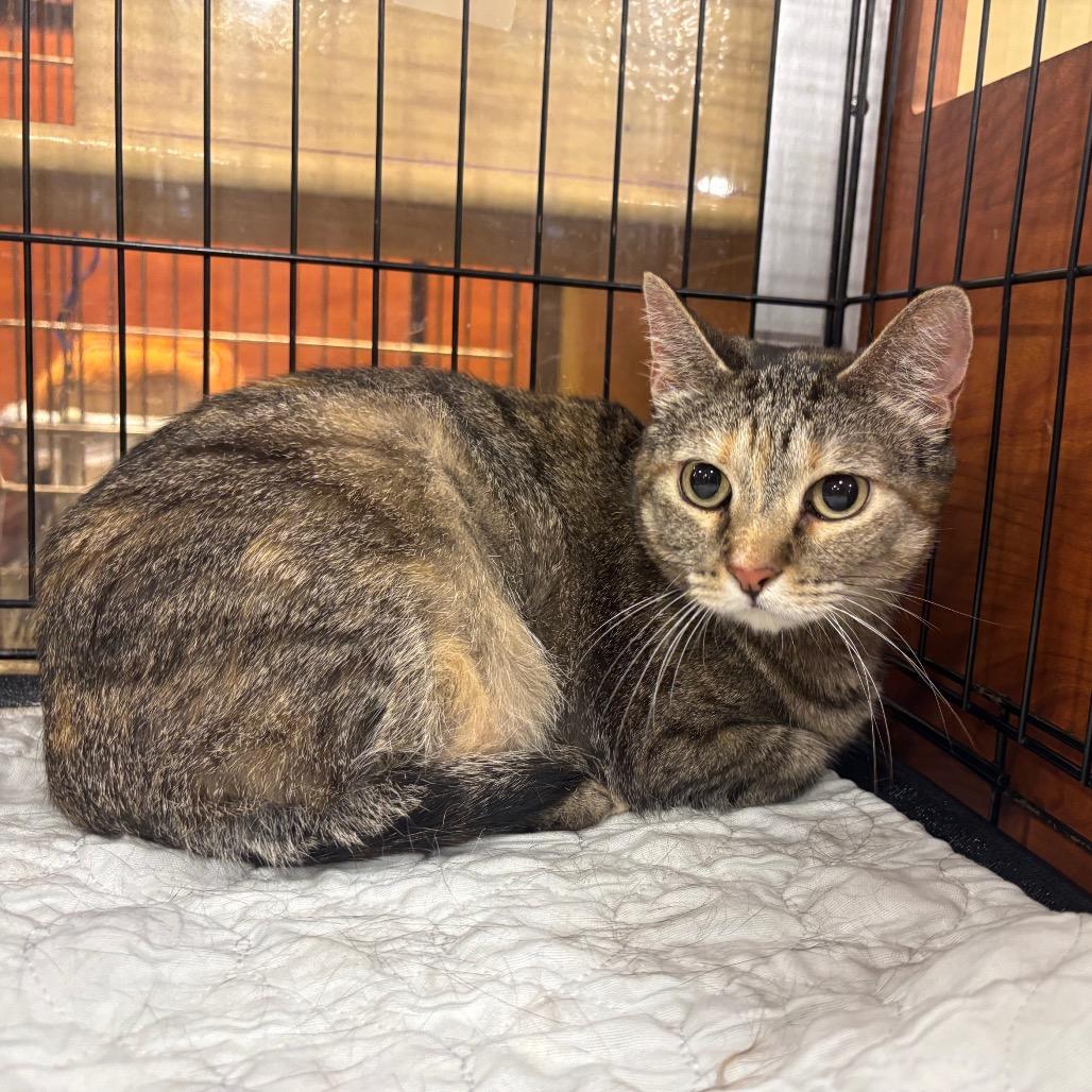 Enlarge Princess Hope, a Adoptable Domestic Short Hair in Columbia, MO image 3/3