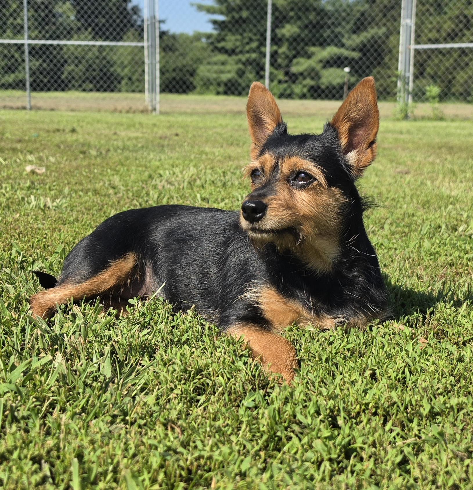 Enlarge Roxie, a ADOPTABLE mixed breed in Terre Haute, IN image 1/4