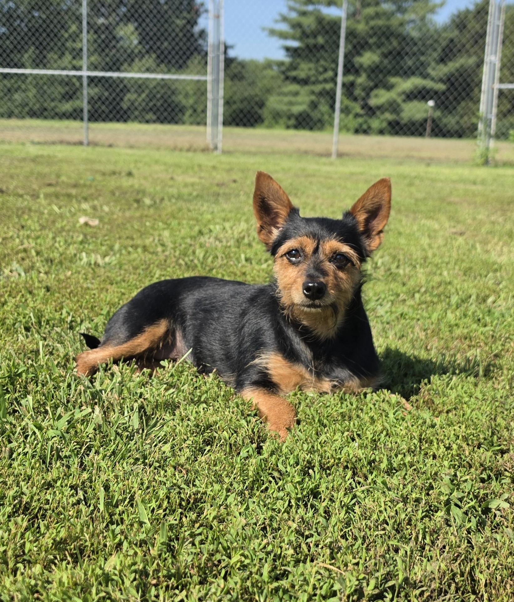 Enlarge Roxie, a ADOPTABLE mixed breed in Terre Haute, IN image 2/4