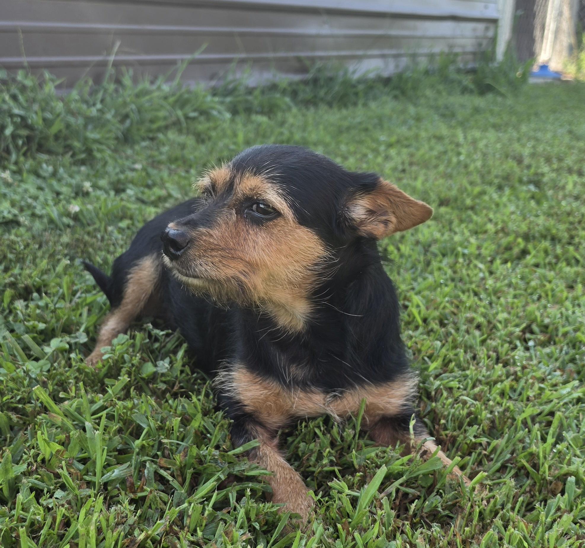 Enlarge Roxie, a ADOPTABLE mixed breed in Terre Haute, IN image 3/4