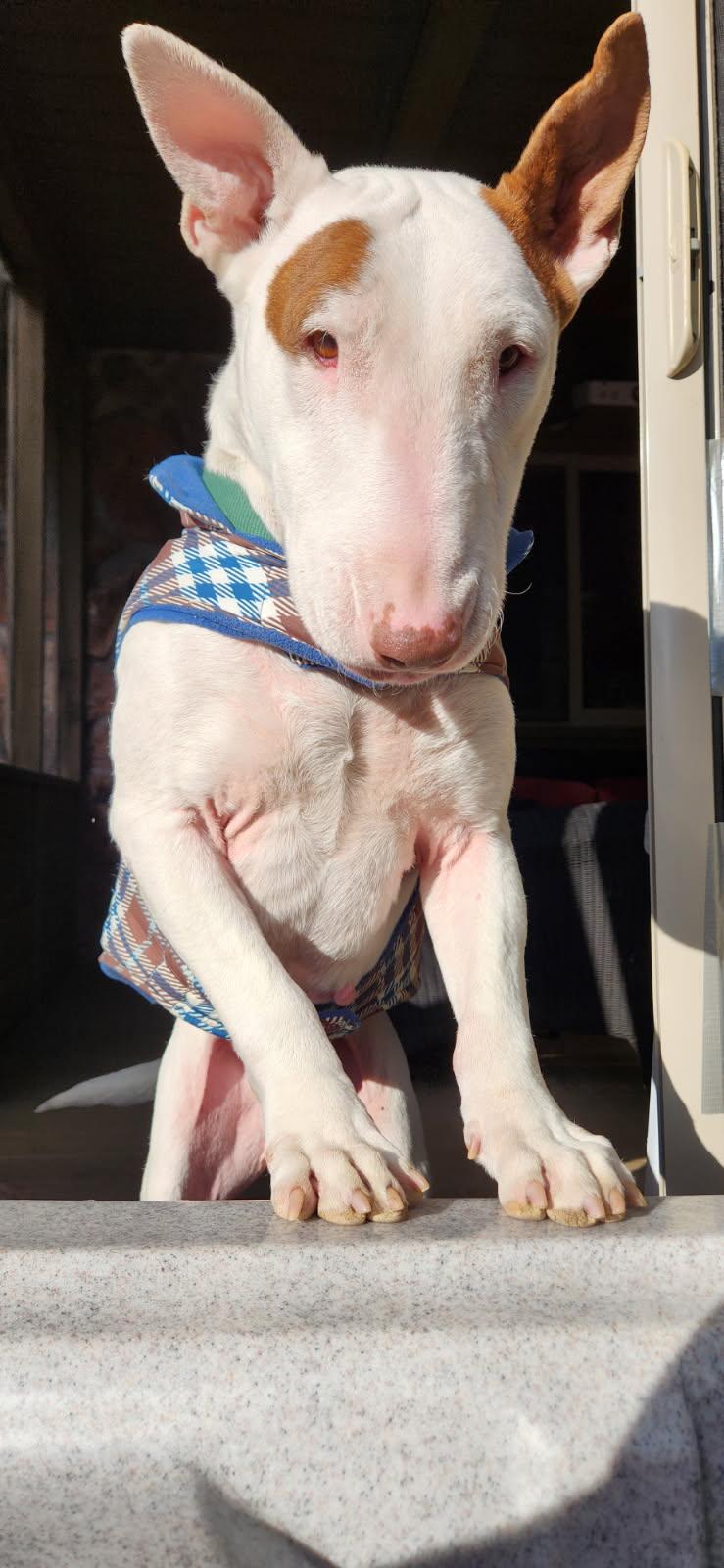 Morty, Adoptable, Adult Male Bull Terrier.