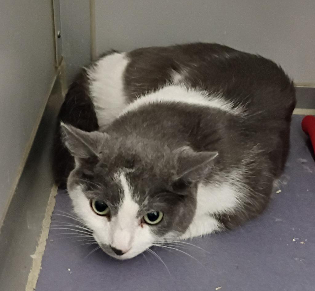 Enlarge Apolloe, a Adoptable mixed breed in Rockford, IL image 1/1