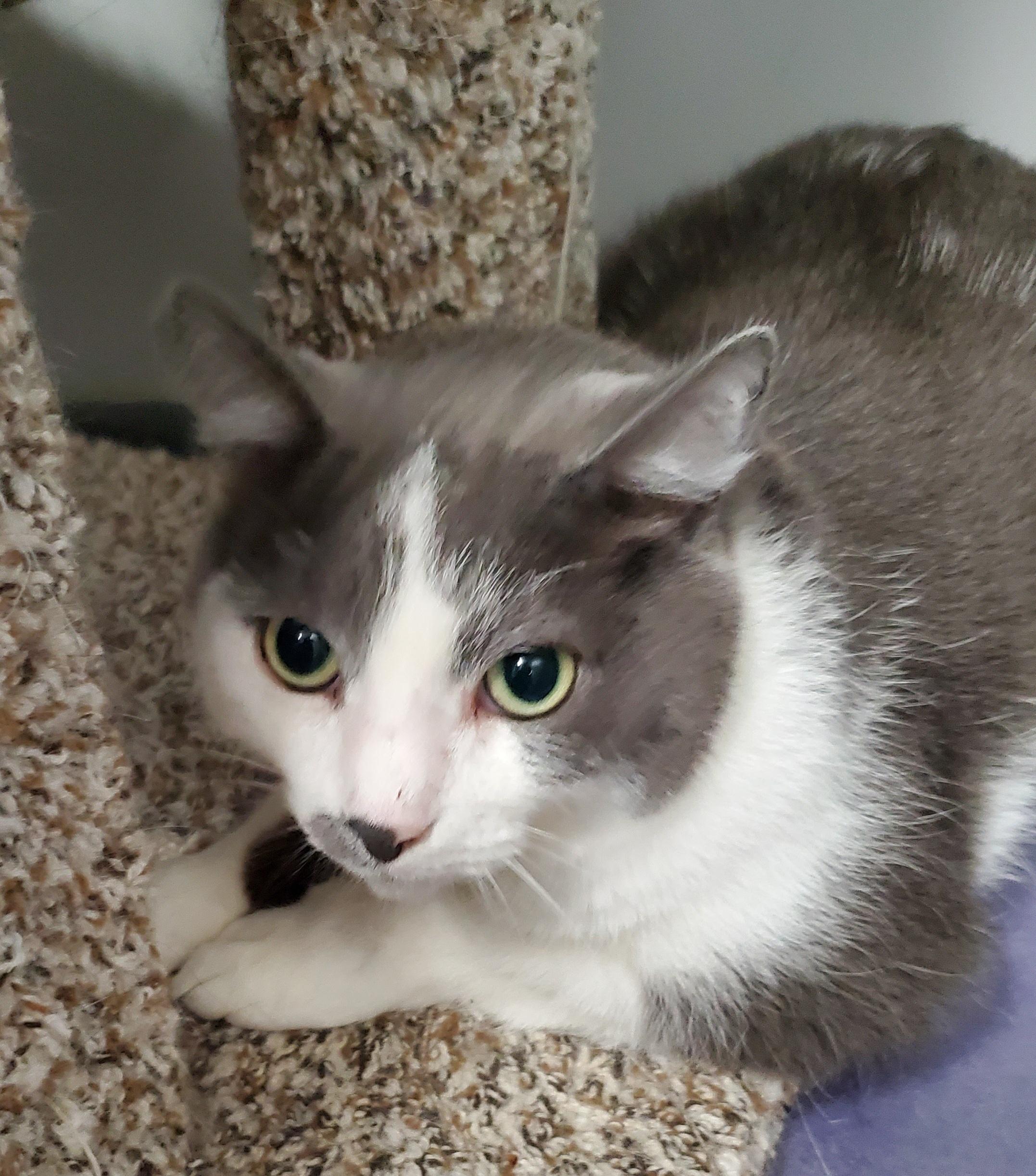Enlarge Apolloe, a Adoptable mixed breed in Rockford, IL image 1/2