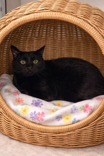 Blynken, a Adoptable mixed breed in North Richland Hills, TX image 1/2