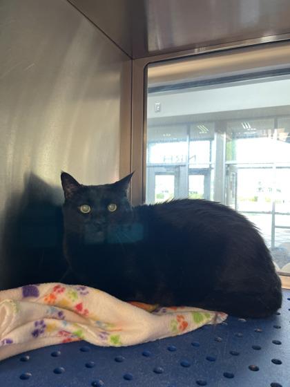 Blynken, a Adoptable mixed breed in North Richland Hills, TX image 2/2