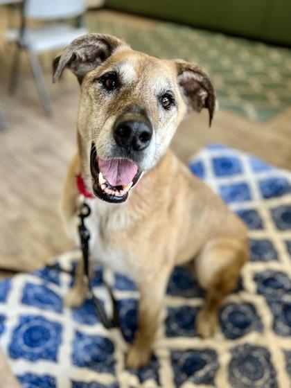 Stephanie, an adoptable Mixed Breed in Traverse City, MI, 49696 | Photo Image 1