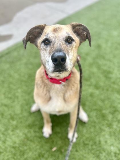 Stephanie, an adoptable mixed breed in Traverse City, MI image 2/6