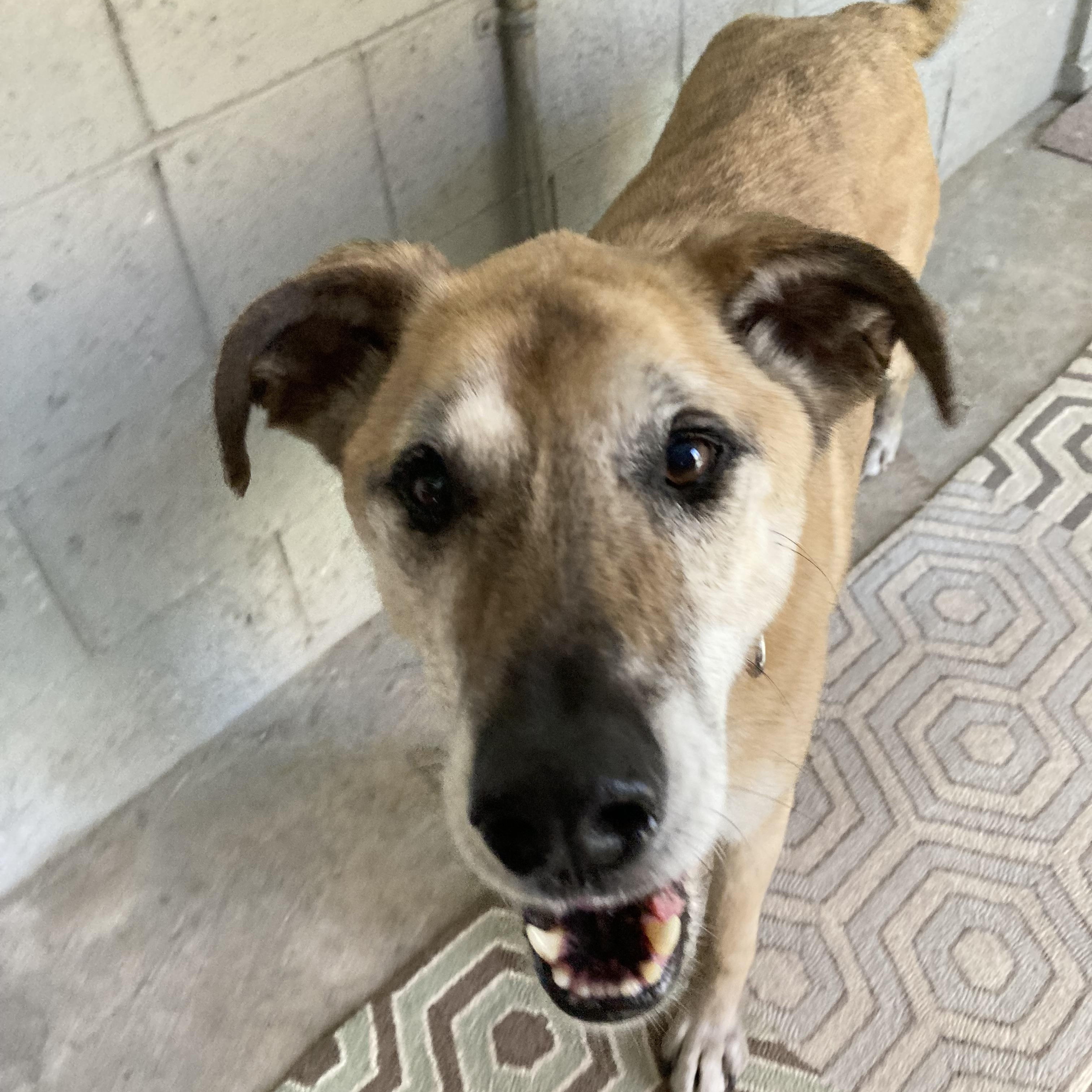 Stephanie, an adoptable Mixed Breed in Traverse City, MI, 49696 | Photo Image 5