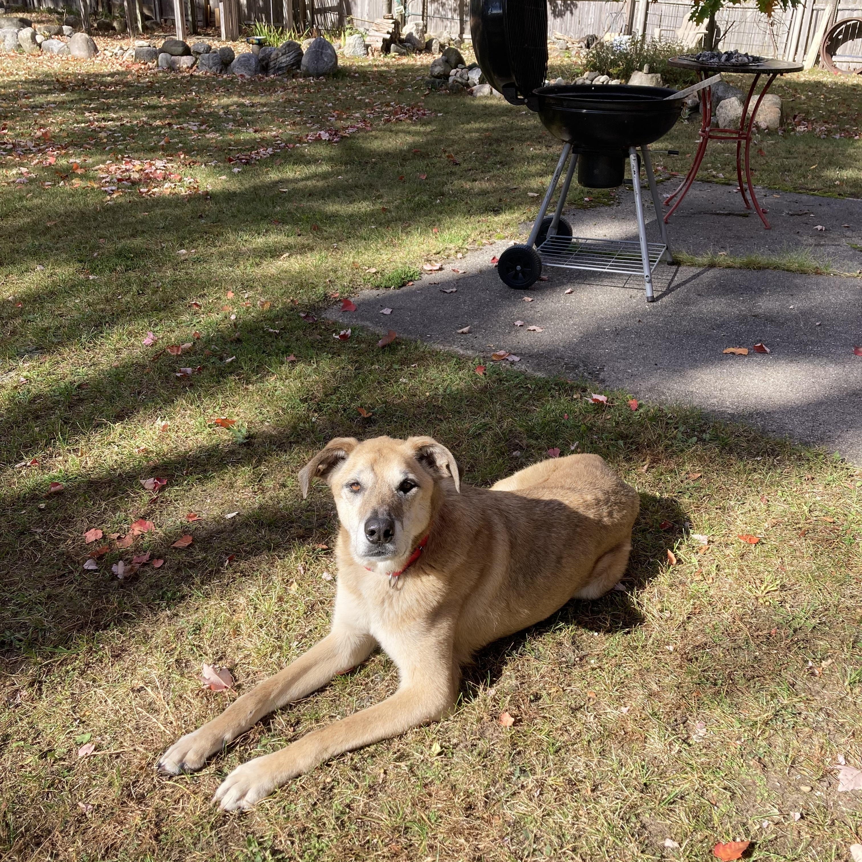 Stephanie, an adoptable Mixed Breed in Traverse City, MI, 49696 | Photo Image 4