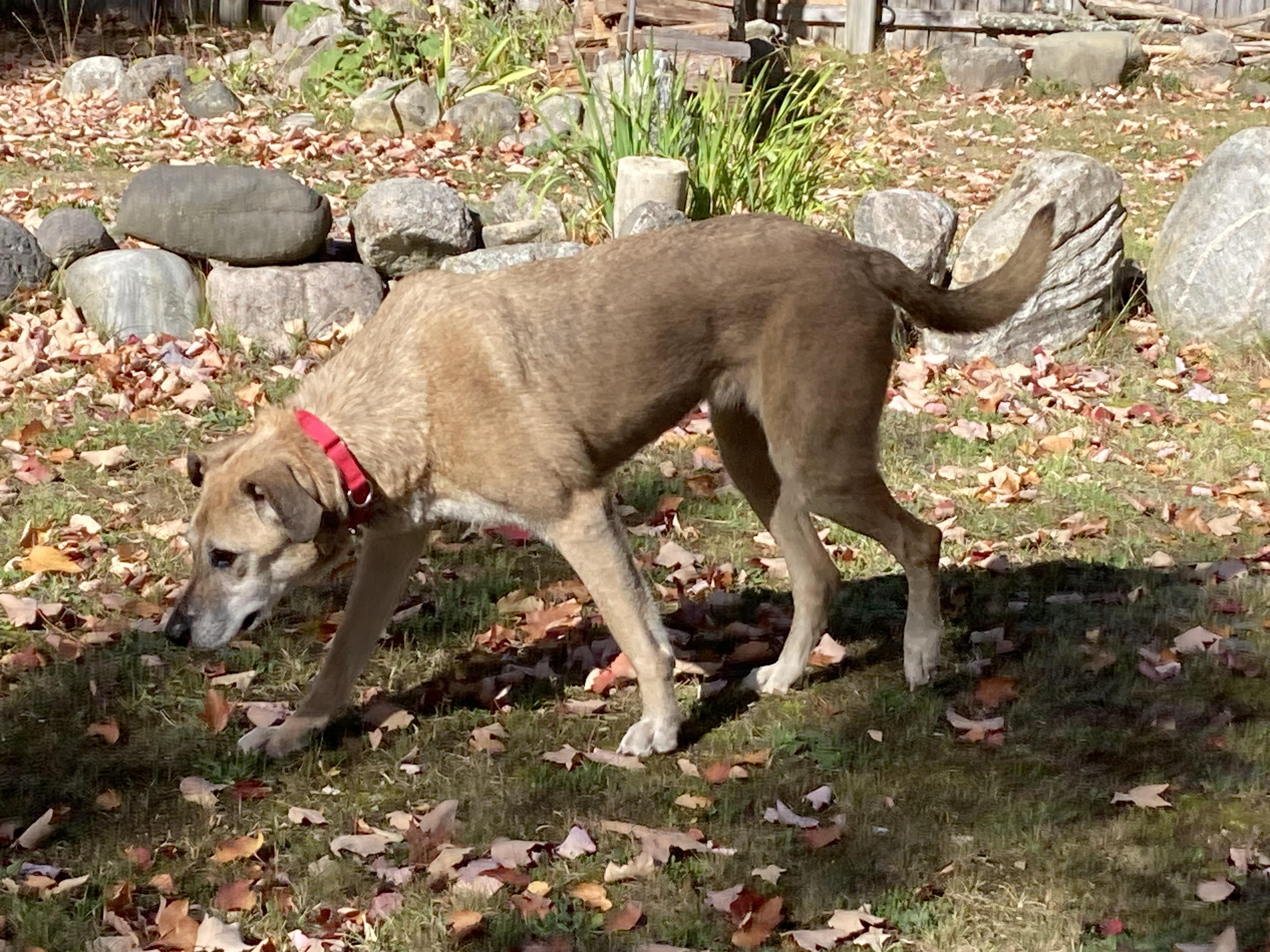 Stephanie, an adoptable Mixed Breed in Traverse City, MI, 49696 | Photo Image 6