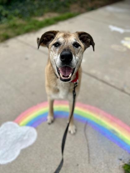 Stephanie, an adoptable mixed breed in Traverse City, MI image 3/6