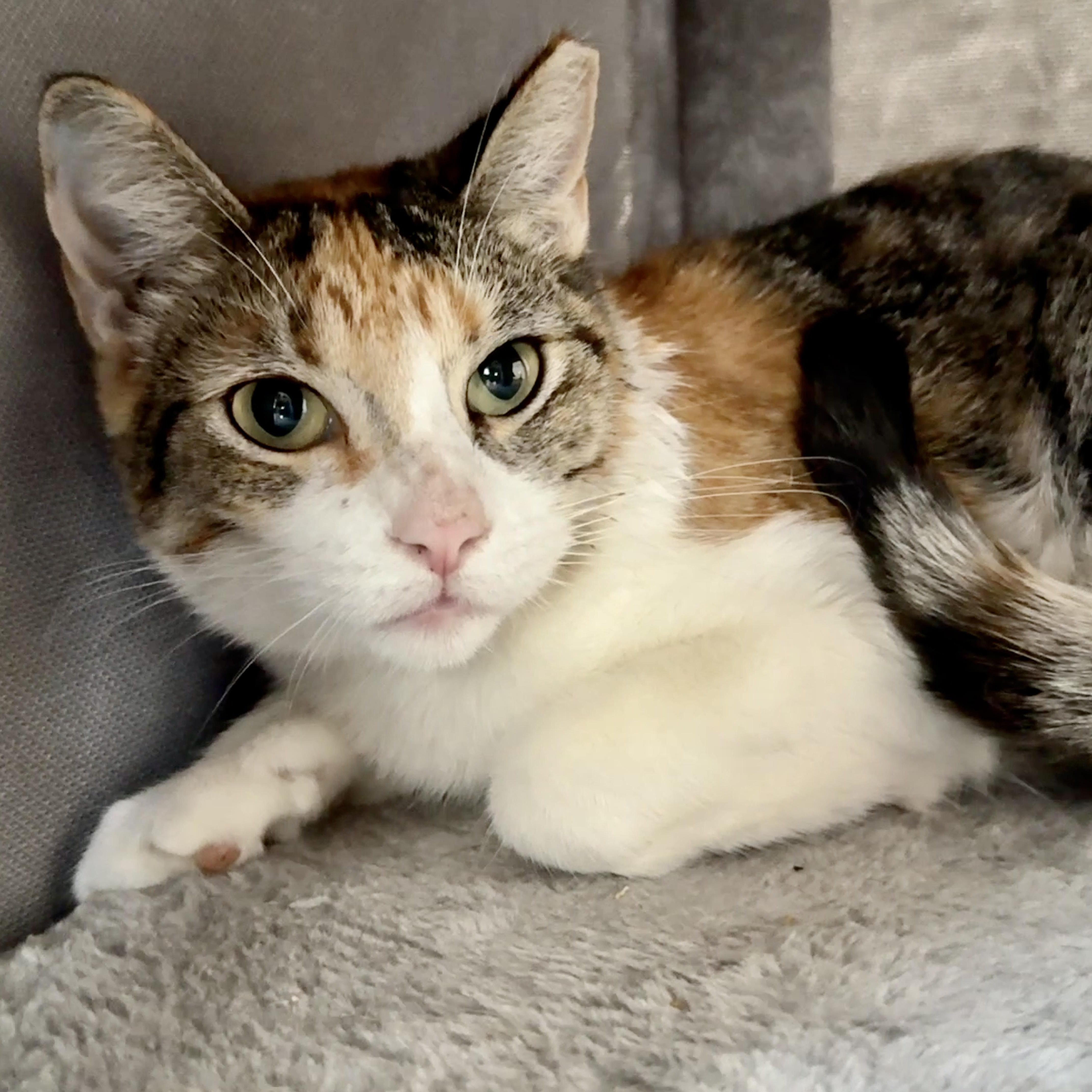 Chloe, a Adoptable mixed breed in Bellingham, WA image 5/6