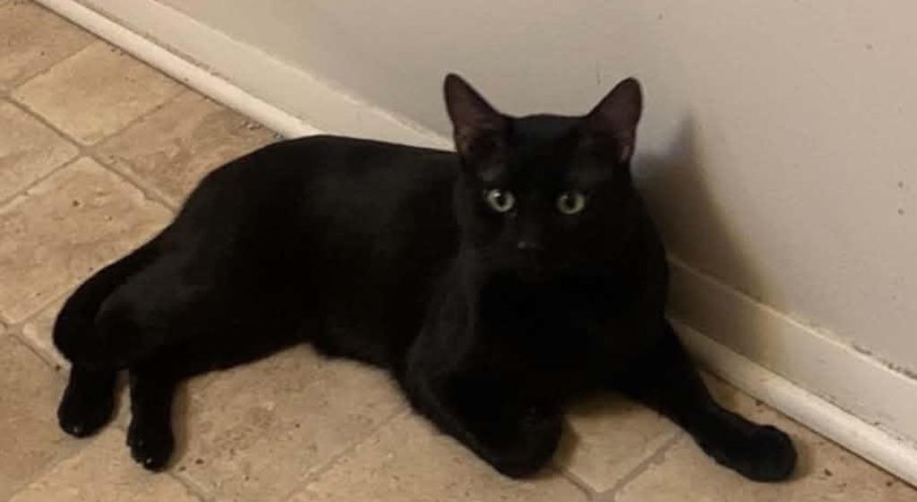 Enlarge Batman Terrell, a Adopted mixed breed in Rockford, IL image 2/4