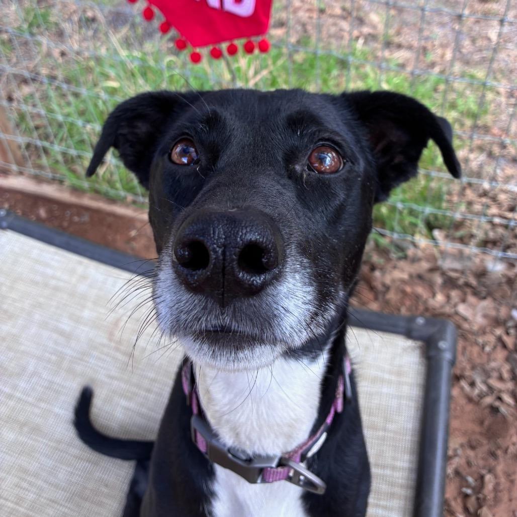 Annie, Adoptable, Adult Female Staffordshire Bull Terrier & Staffordshire Bull Terrier.