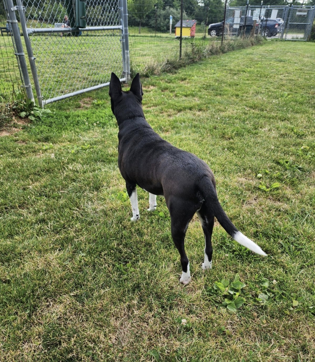 Joey, a Adoptable mixed breed in Parma Heights, OH image 3/3