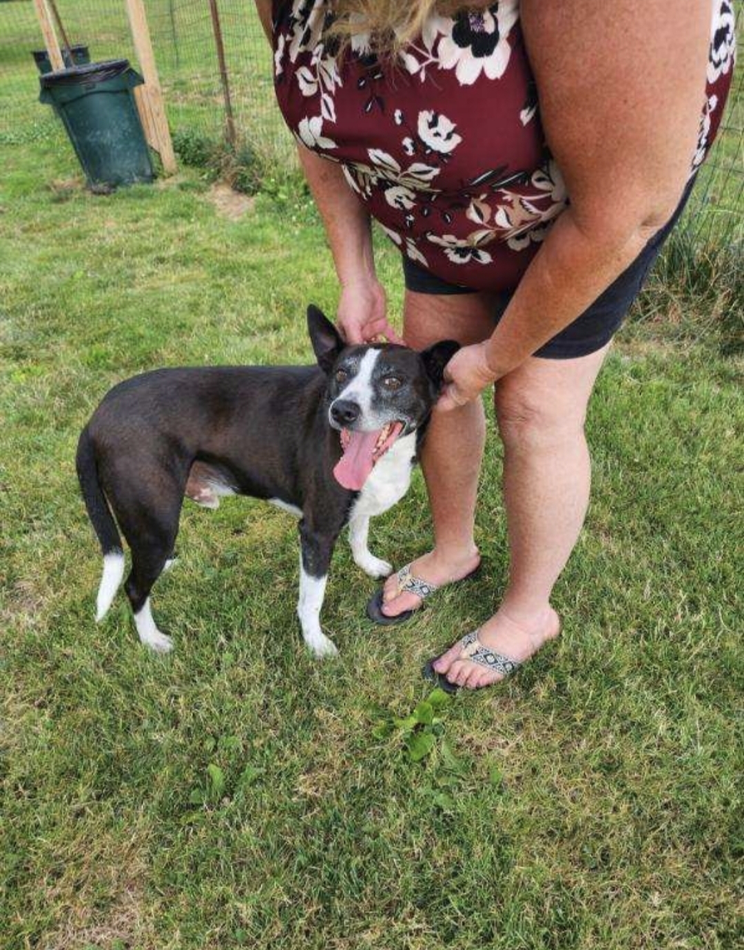 Joey, a Adoptable mixed breed in Parma Heights, OH image 2/3