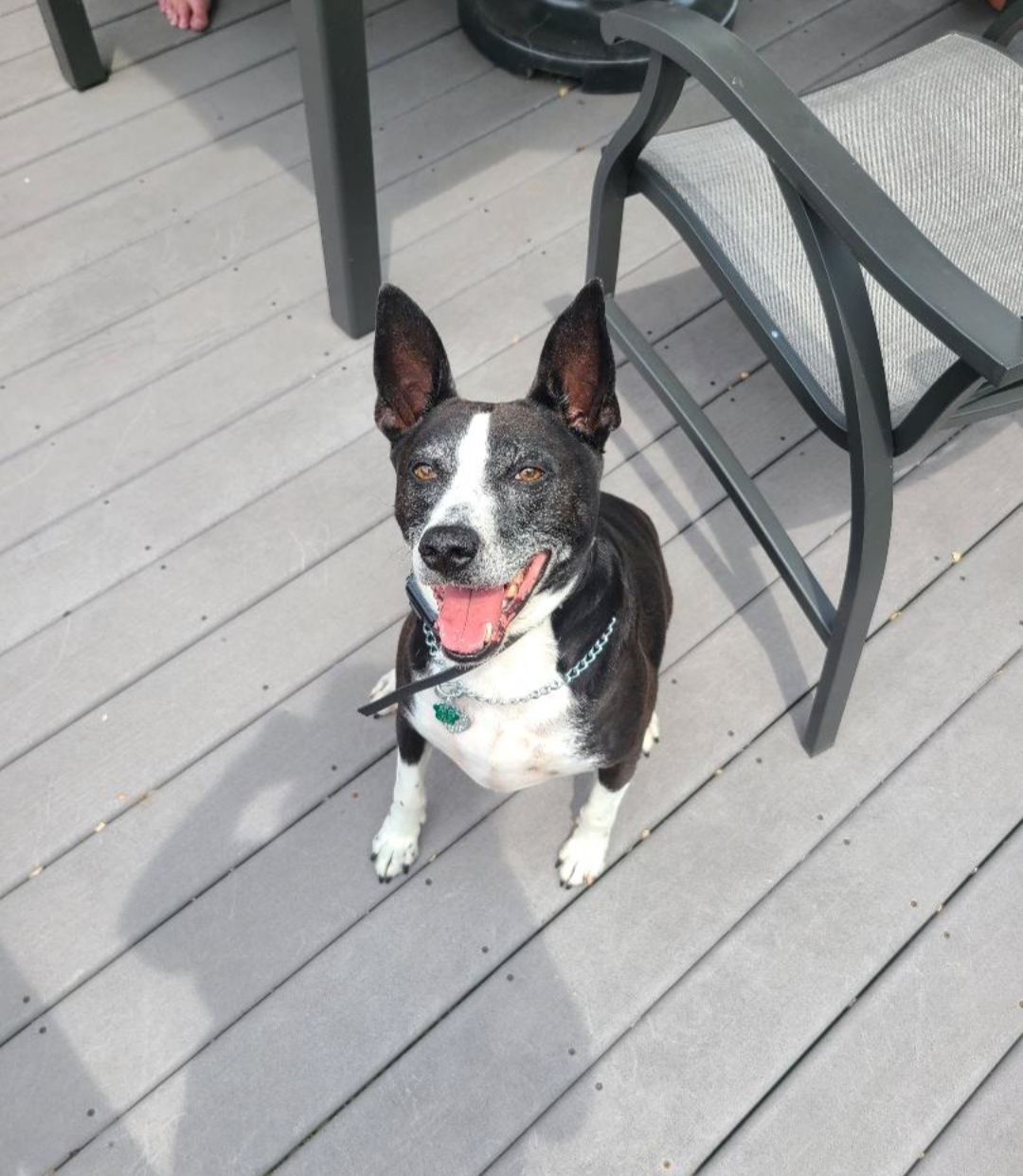 Joey, a Adoptable mixed breed in Parma Heights, OH image 1/3