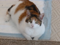 Gigi photo 1