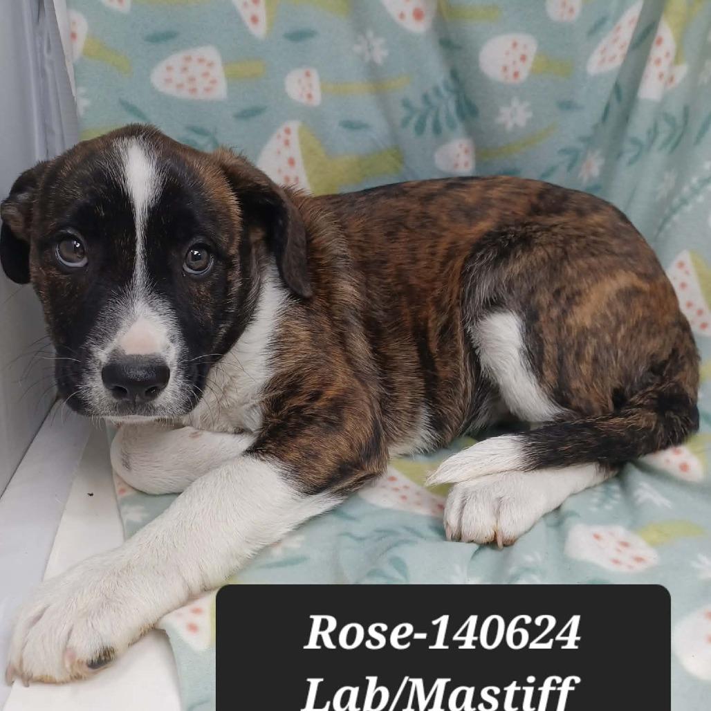 Enlarge Rose, a Adoptable mixed breed in New Tazewell, TN image 1/1