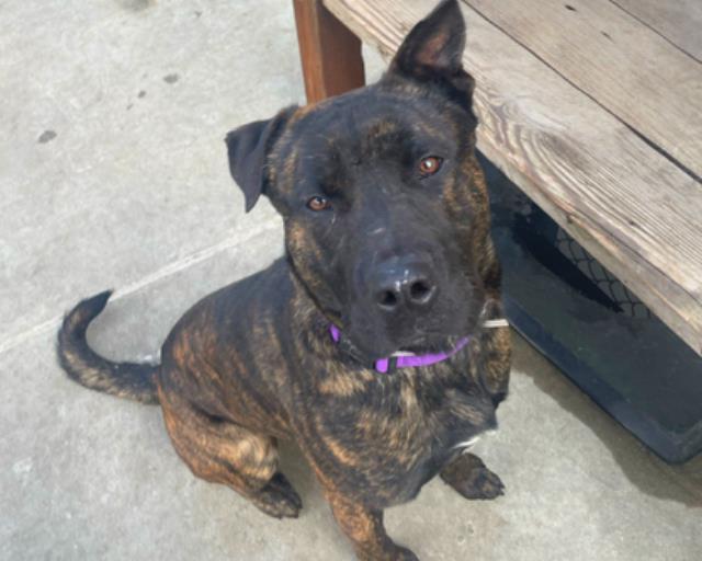 Enlarge RONIN, a Adoptable mixed breed in Martinez, CA image 1/1