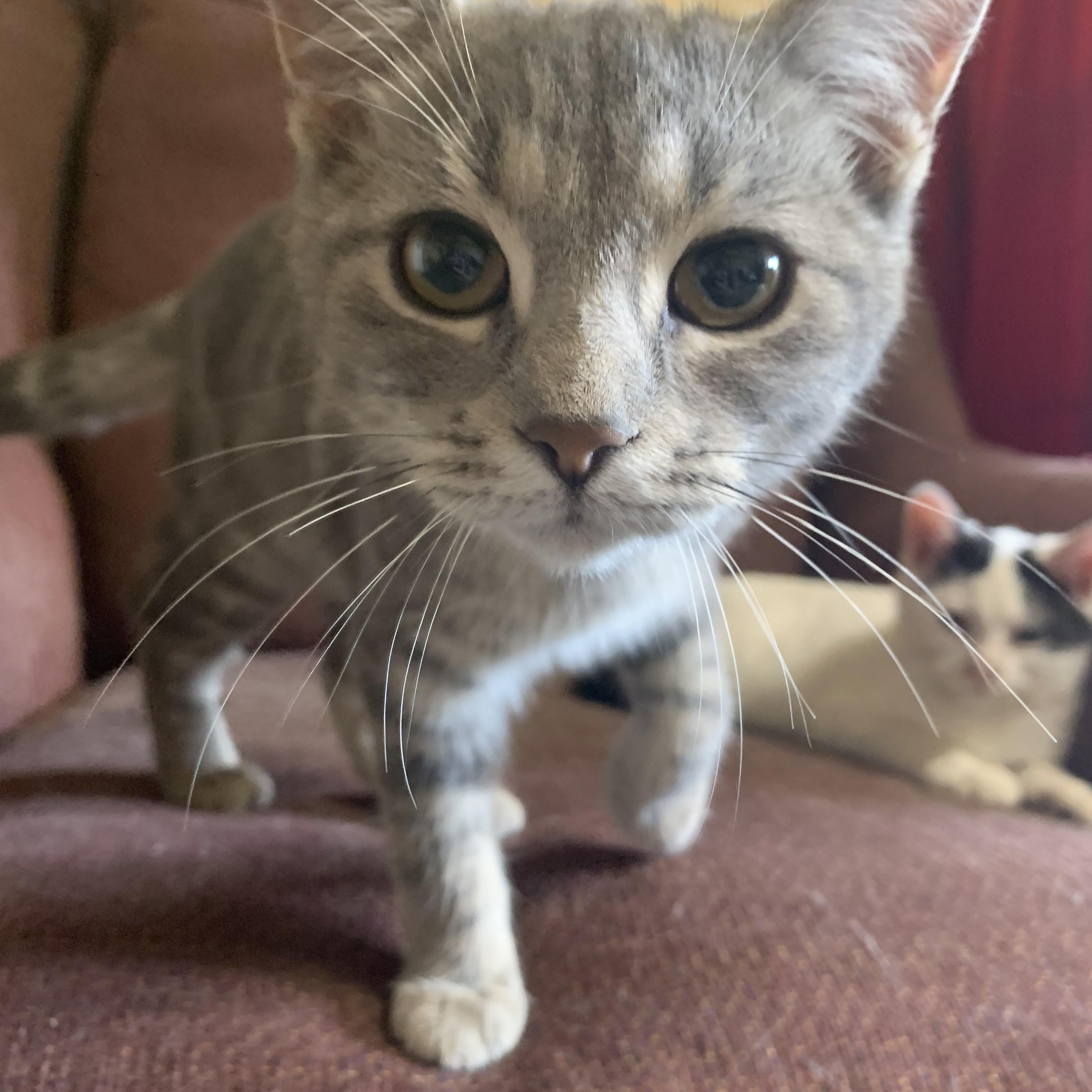 Wynonna, Adopted, Kitten Female Domestic Short Hair.