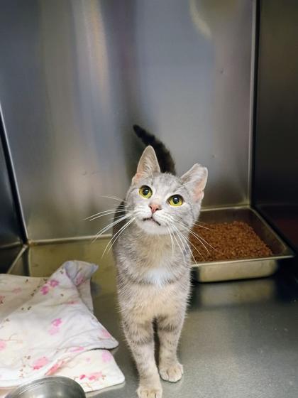Pluto, Adoptable, Adult Female Domestic Short Hair & Domestic Short Hair.