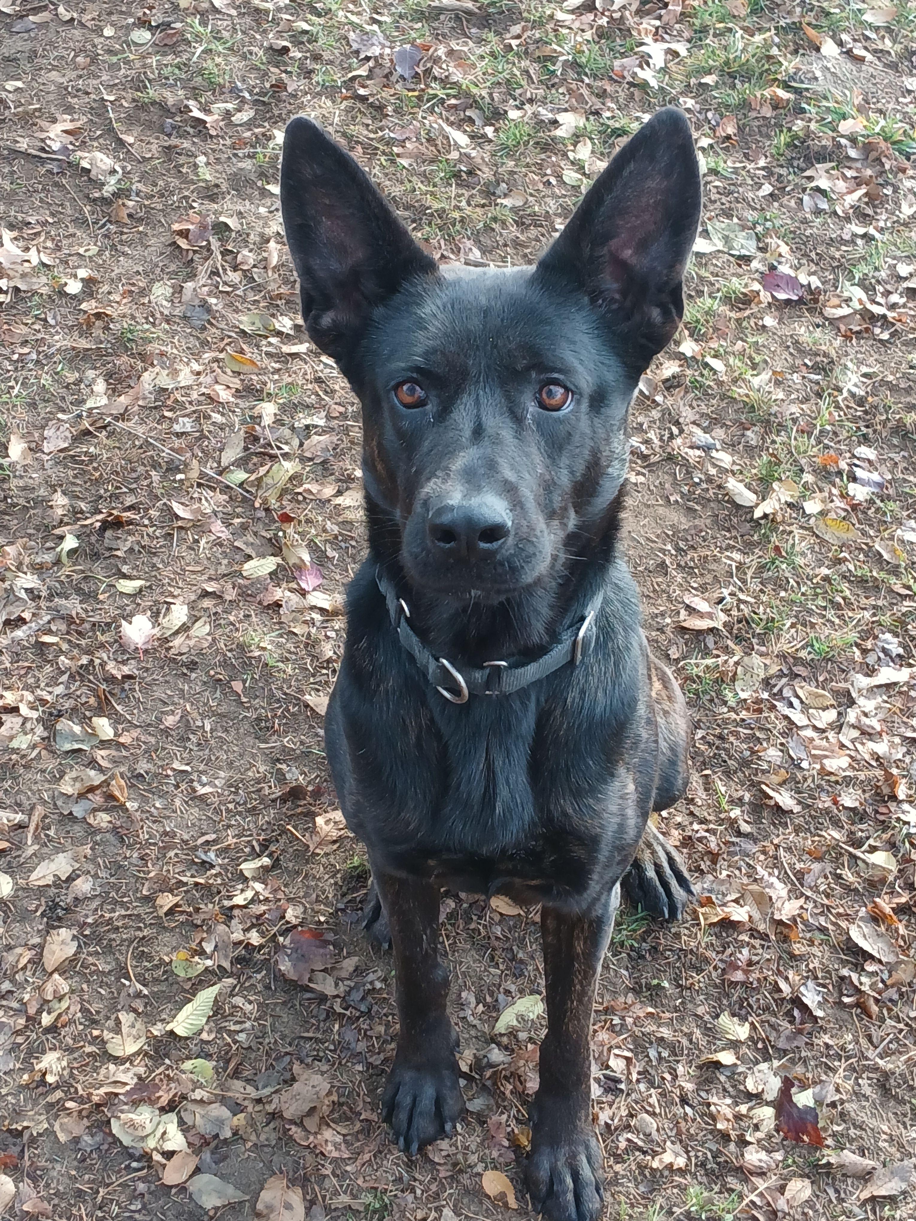 Siren, Adoptable, Adult Female Mixed Breed.