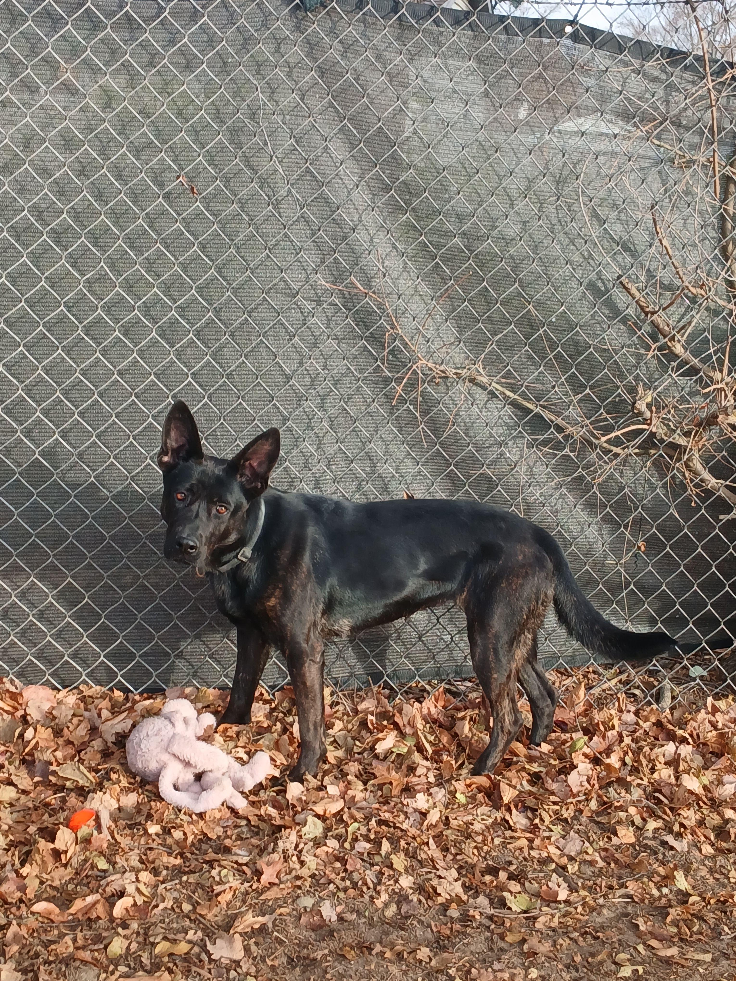 Enlarge Siren, a Adoptable mixed breed in Mishawaka, IN image 2/6