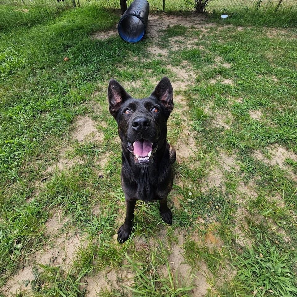 Enlarge Siren, a Adoptable mixed breed in Mishawaka, IN image 4/6