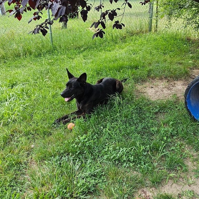 Enlarge Siren, a Adoptable mixed breed in Mishawaka, IN image 3/6