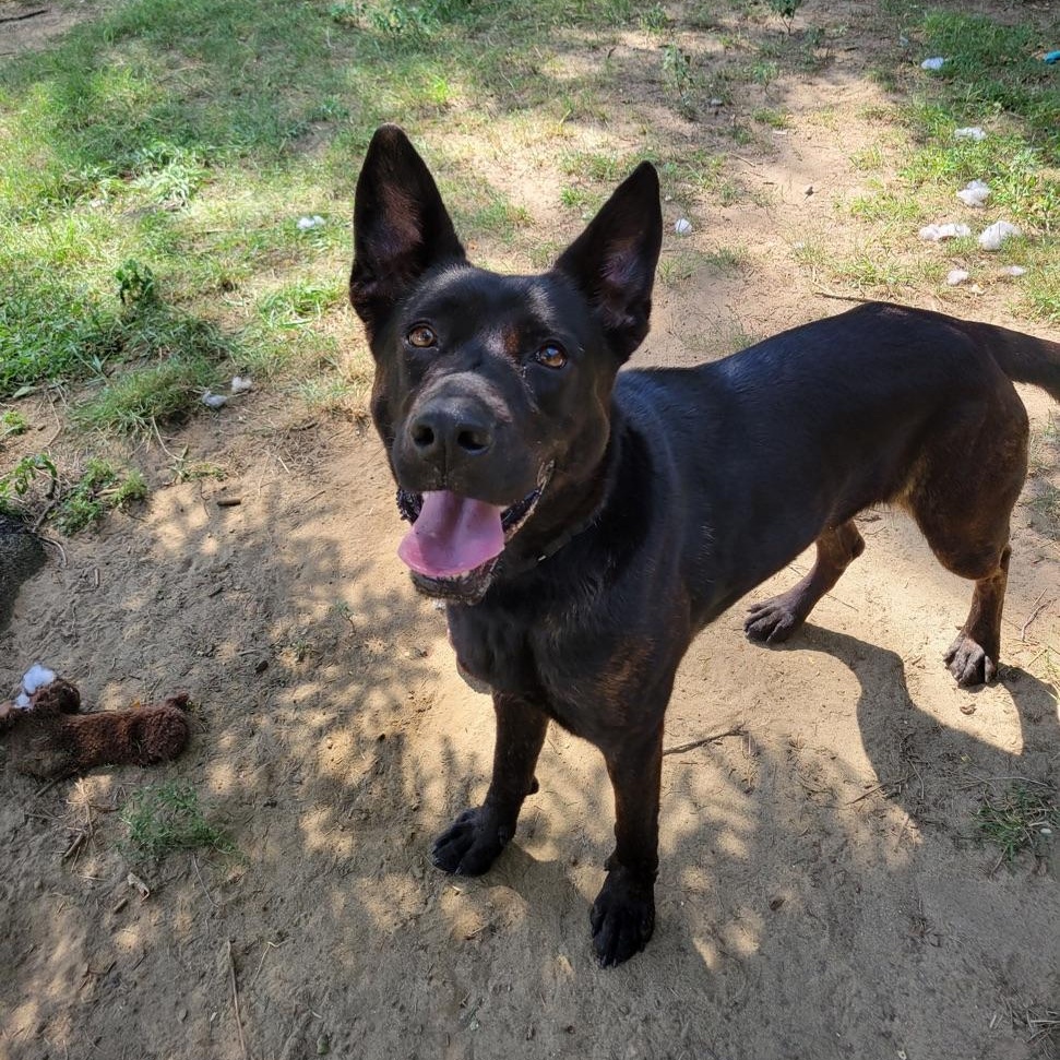 Enlarge Siren, a Adoptable mixed breed in Mishawaka, IN image 5/6