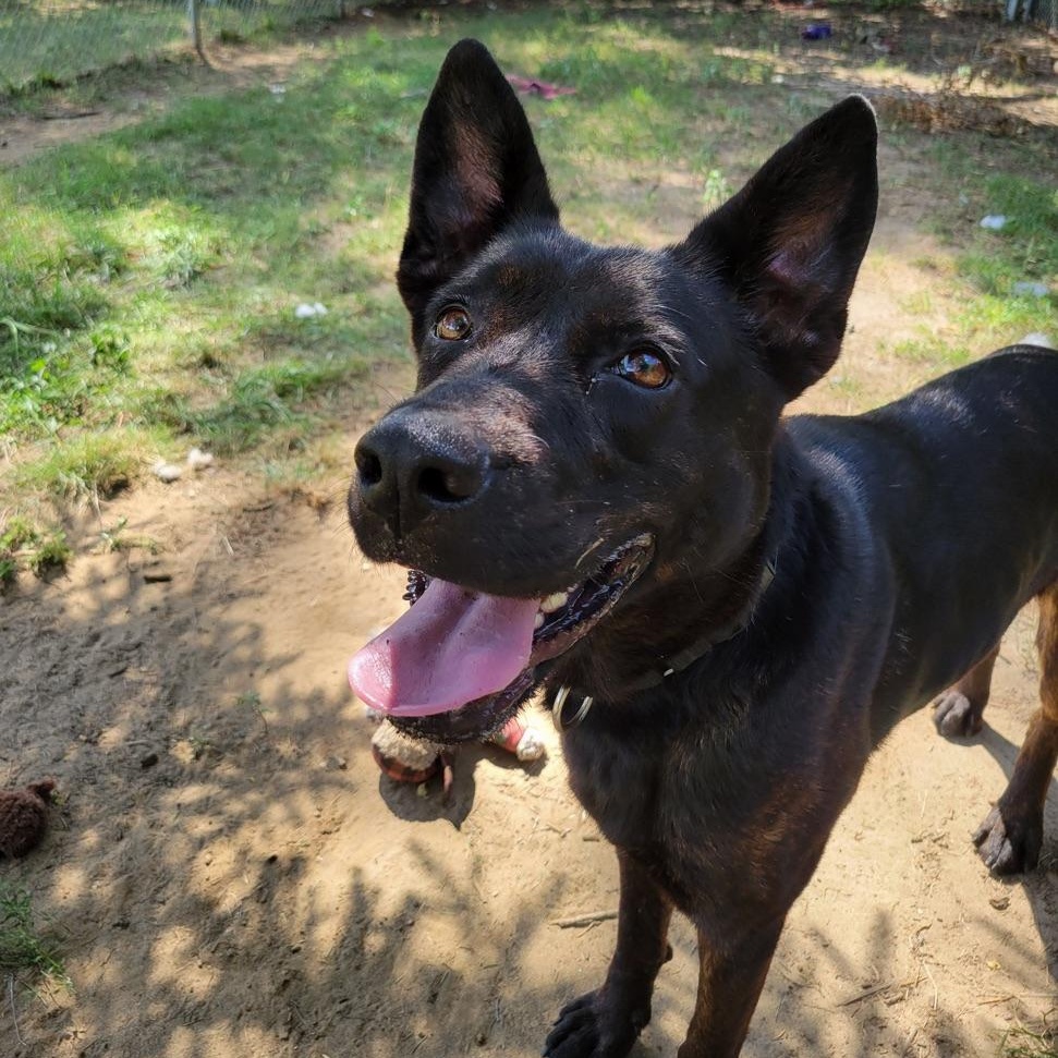 Enlarge Siren, a Adoptable mixed breed in Mishawaka, IN image 6/6