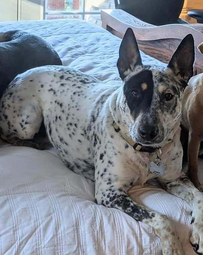 Reba, Adopted, Adult Female Australian Cattle Dog / Blue Heeler & Bull Terrier.